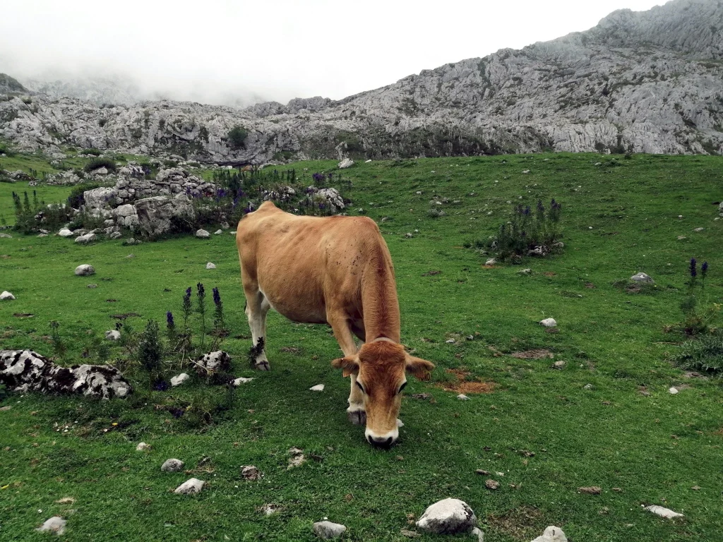 La red Nó Rural busca agricultores próximos a jubilarse: el relevo generacional que salva explotaciones en Galicia
