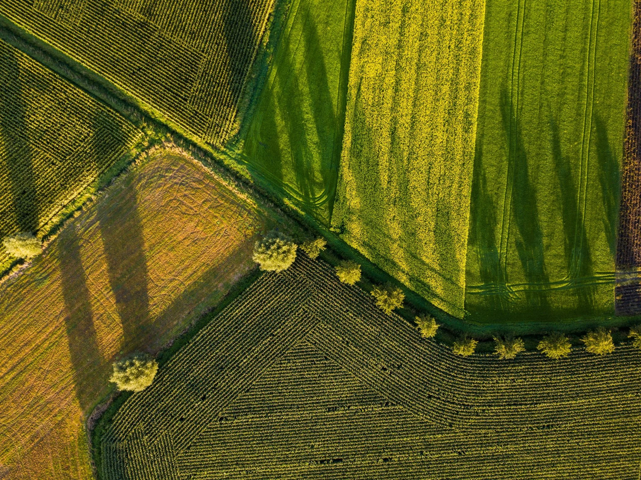 agricultores-piden-estrategia-proteinas-portada estrategia proteínas UE