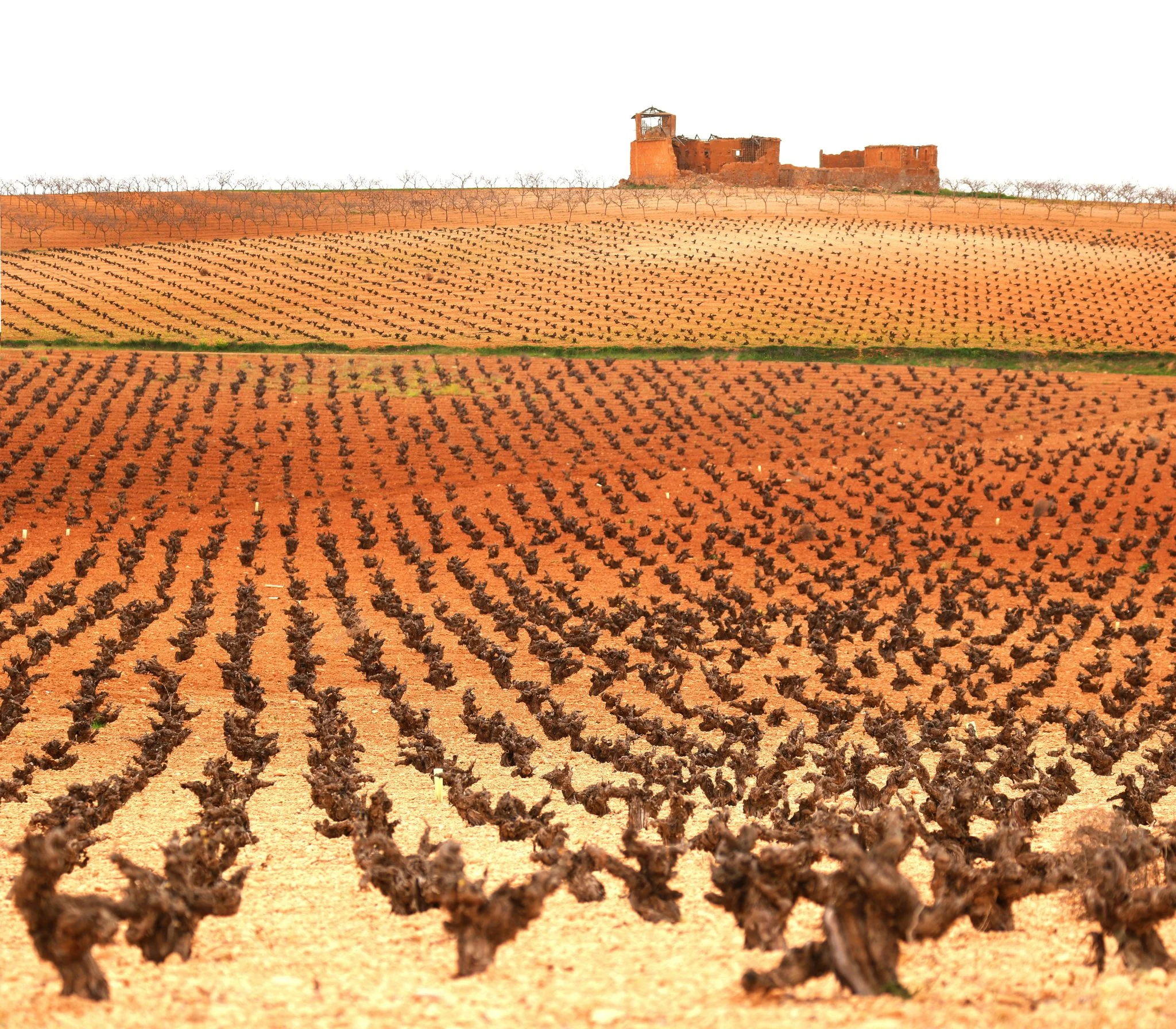 agricultura-regenerativa-nestl-inversion-sostenibil-1 inversión sostenibilidad