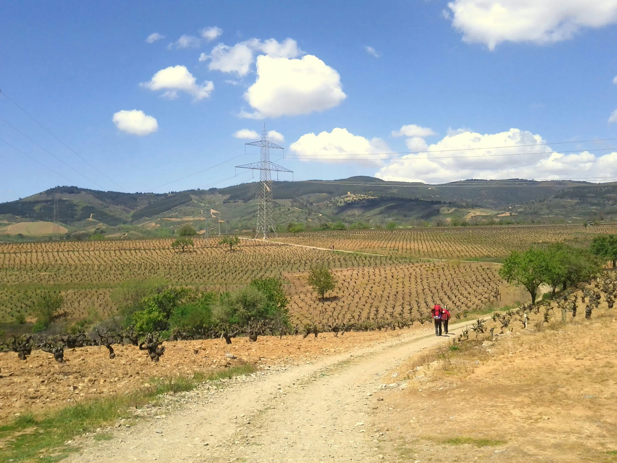arranque-vinedo-ayuda-5000-euros-hectare-portada arranque viñedo ayuda