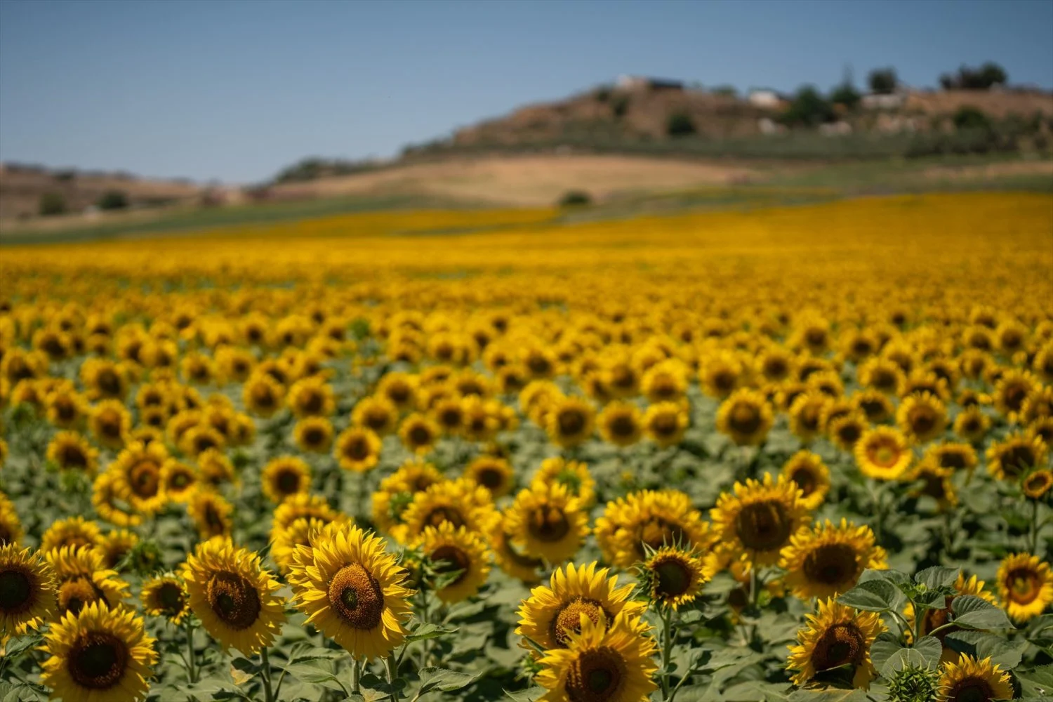 campo_girasoles_11_junio_2026_sevilla_andalucia_espana_campana_girasol