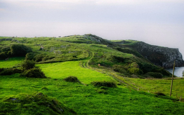 El Gobierno asturiano aprueba el nuevo decreto del lobo y retomará los controles en septiembre