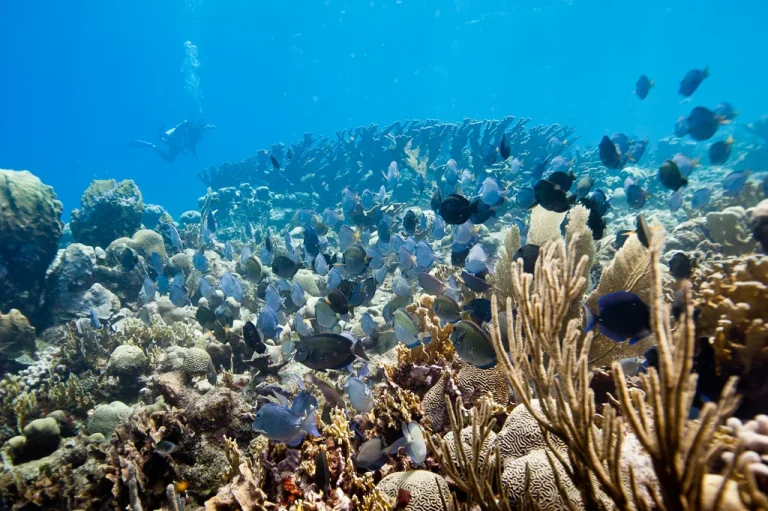 Abu Dhabi cultiva 1,8 millones de colonias de coral en el mayor proyecto de restauración de Oriente Medio