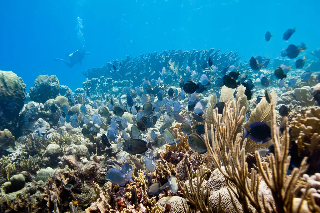 coral-cultivado-abu-dabhi