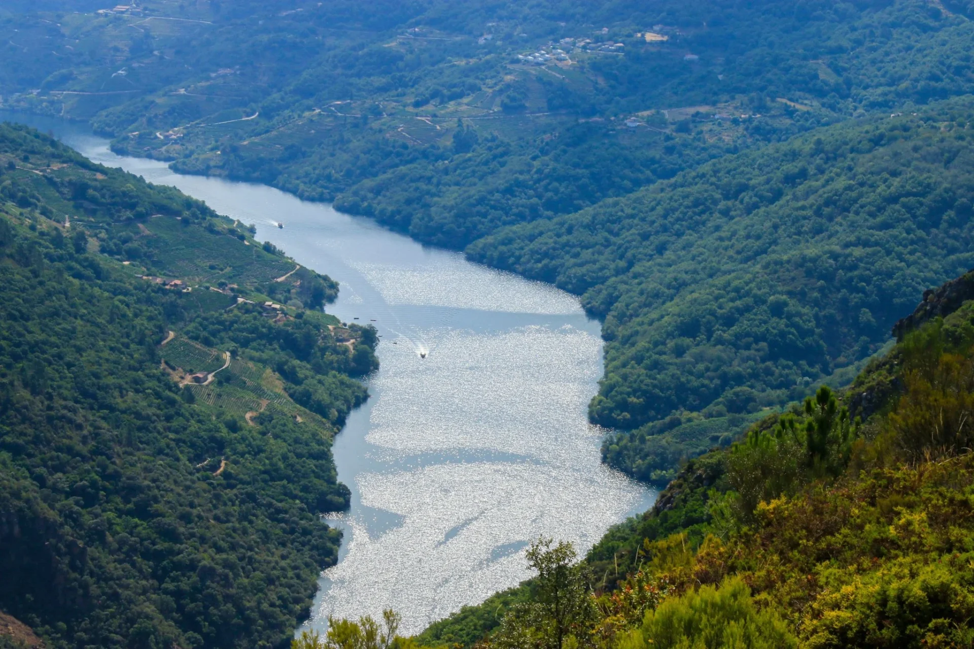 fumigacion-ilegal-dron-ribeira-sacra-portada fumigación ilegal dron