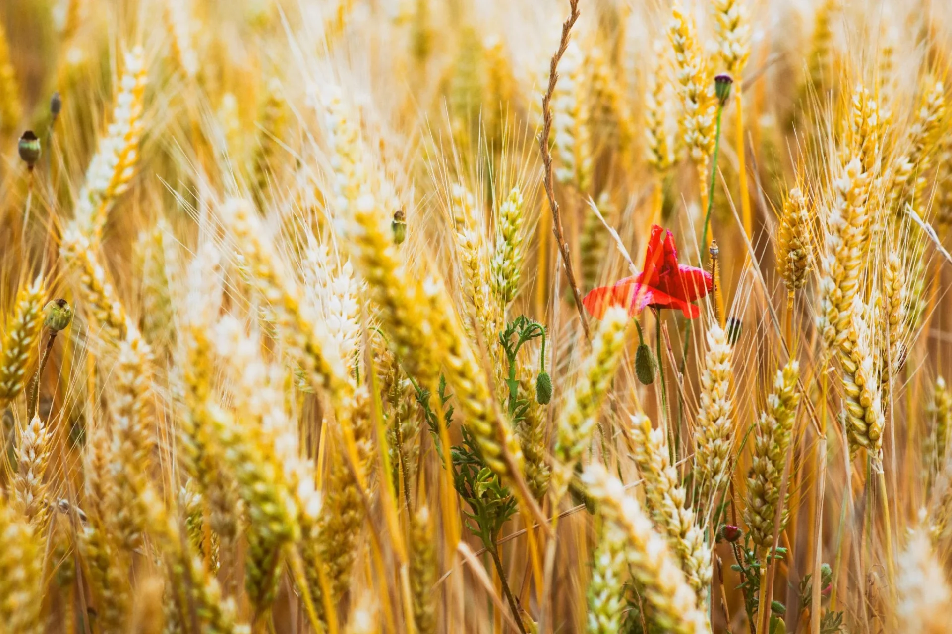 nestle-agricultura-regenerativ-inversion-sostenible-1 inversión sostenible