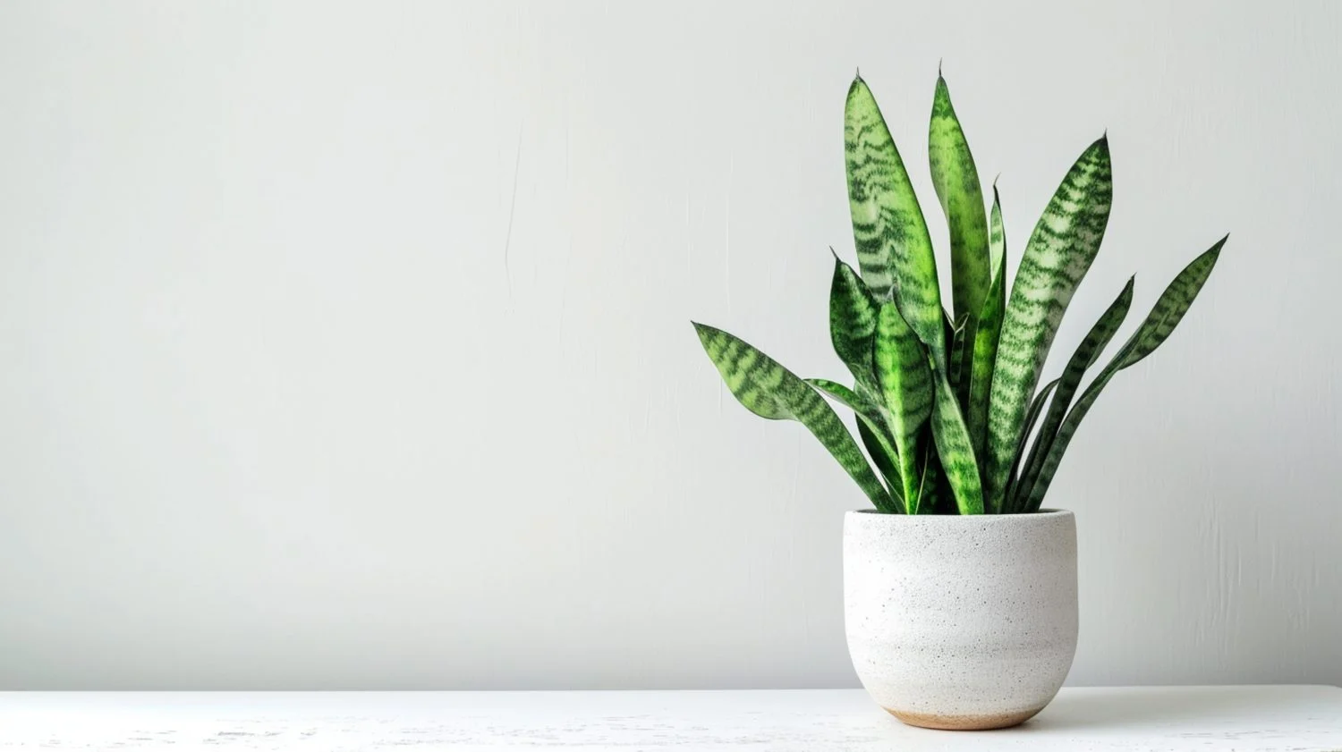 planta-de-sansevieria-en-olla-sobre-una-mesa-blanca-generativo-ai