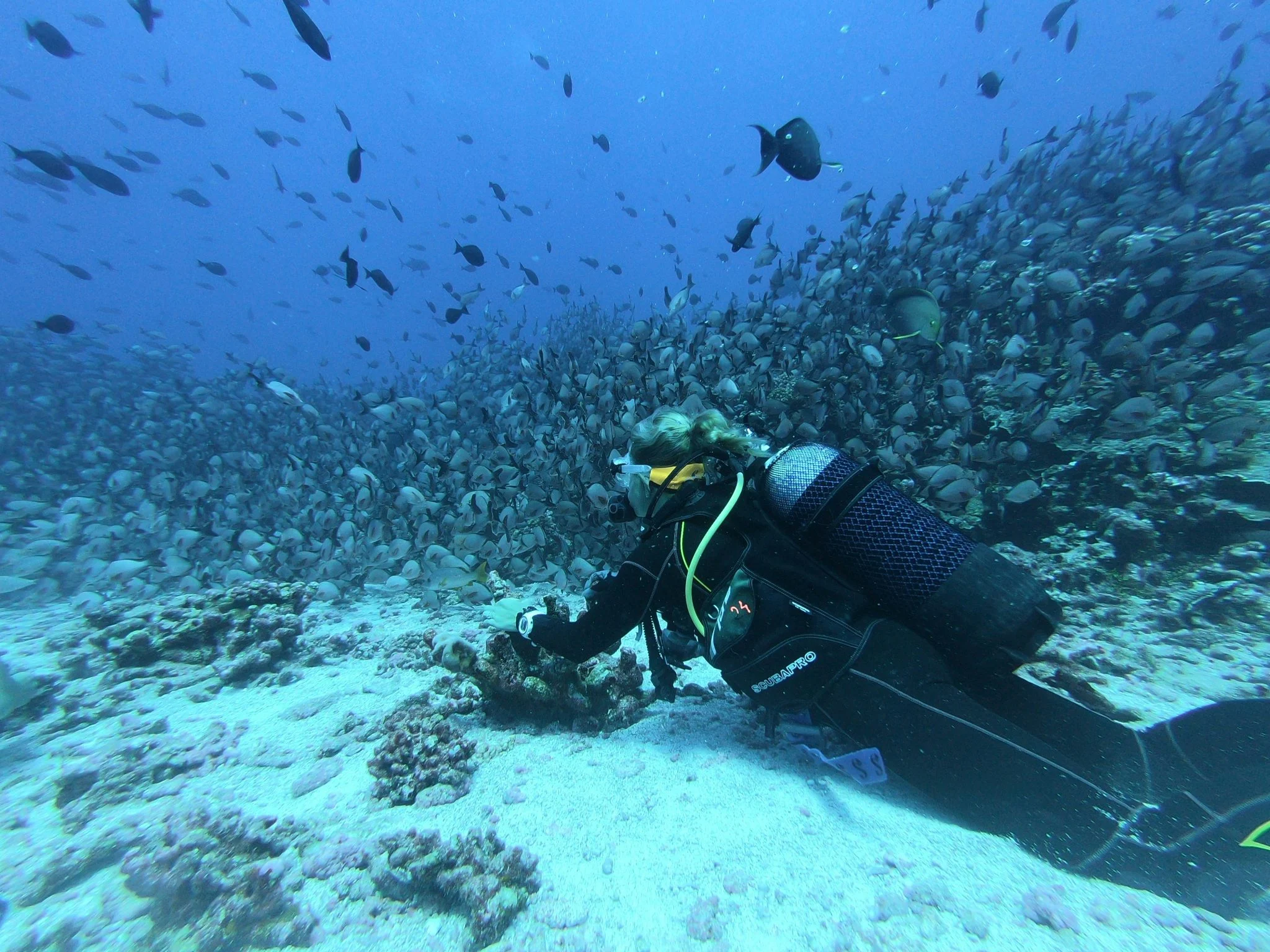 Abu Dhabi cultiva 1,8 millones de colonias de coral en el mayor proyecto de restauración de Oriente Medio 1 Moncloa economía azul