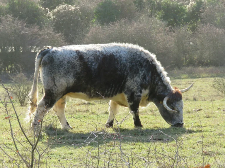 El toro de lidia gana su primera batalla europea: la Eurocámara rechaza excluirlo de las ayudas PAC