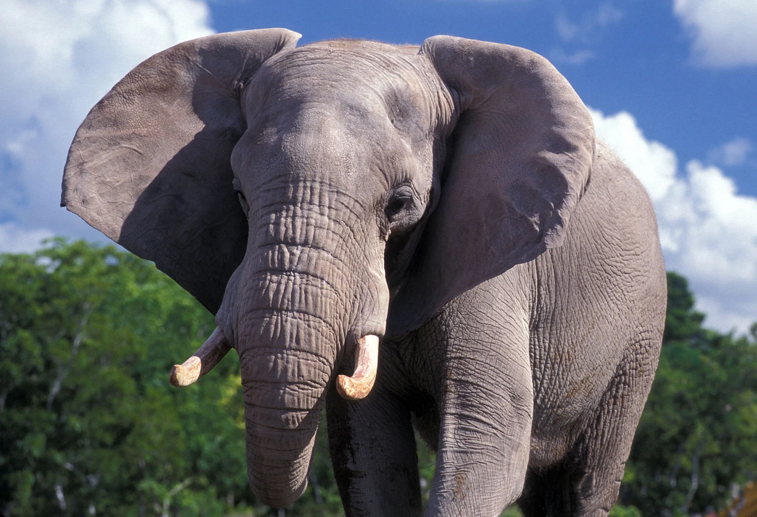 Elefante