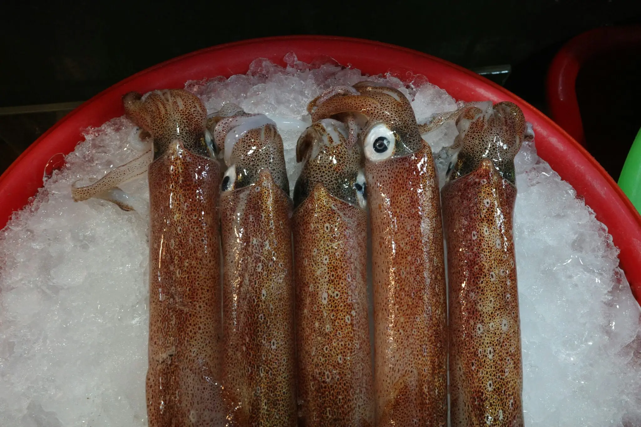 El calentamiento del mar del Norte dispara la pesca de calamar: 3.553 toneladas récord y el bacalao se hunde 1 Moncloa capturas calamar Bélgica