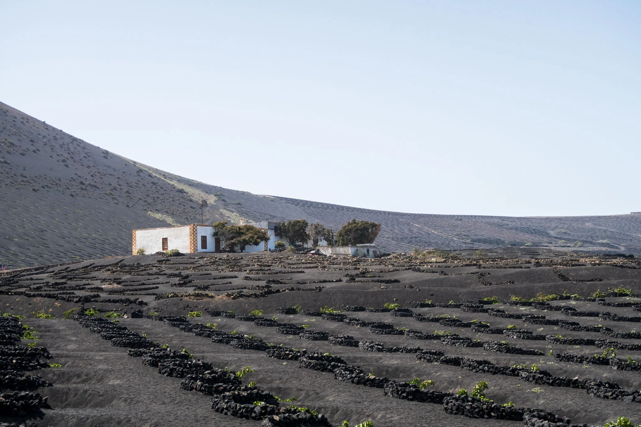canarias-alerta-papas-israel-fitosanitar-portada papas de Israel Canarias