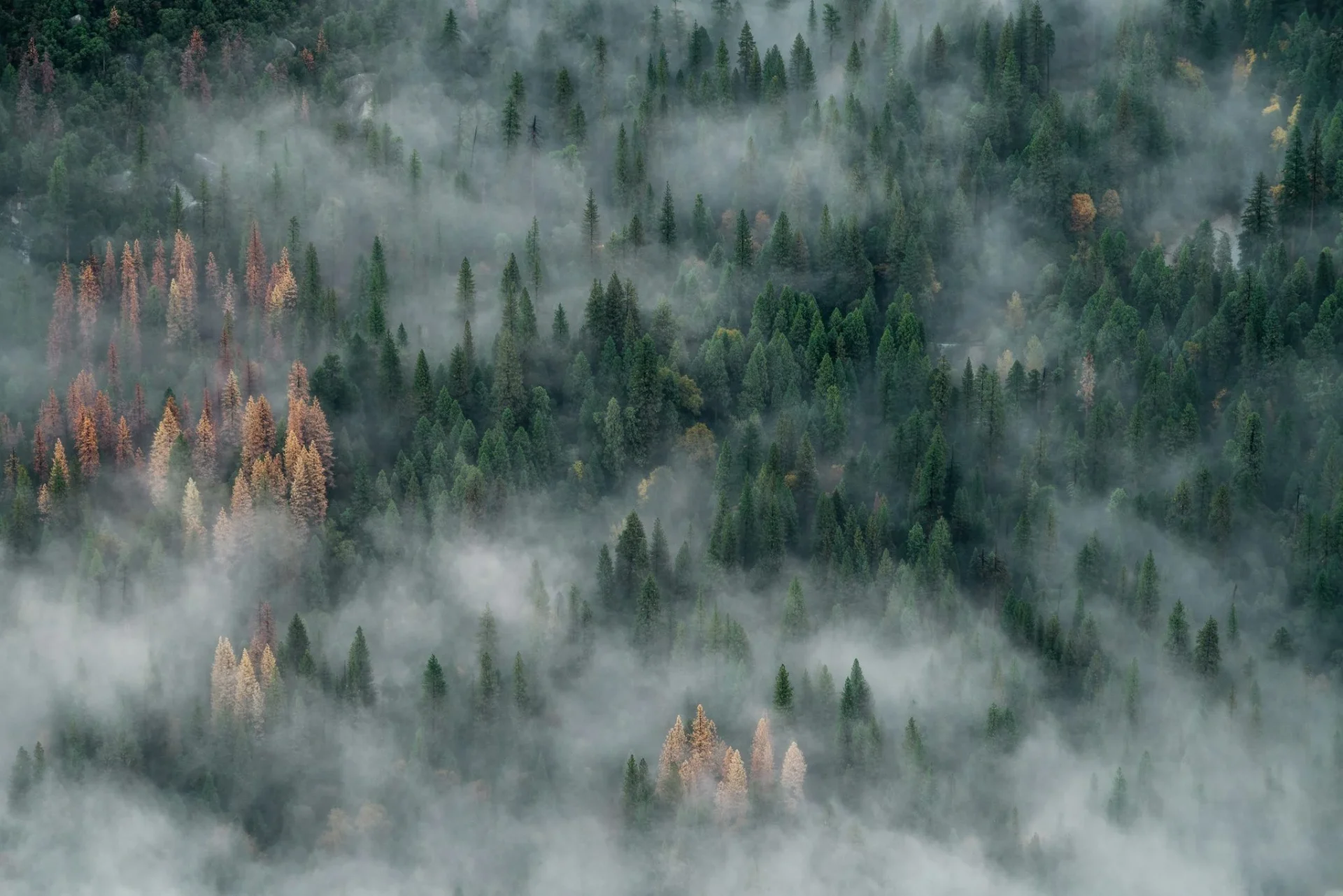 greenpeace-prevencion-incendios-forestal-portada prevención incendios forestales España