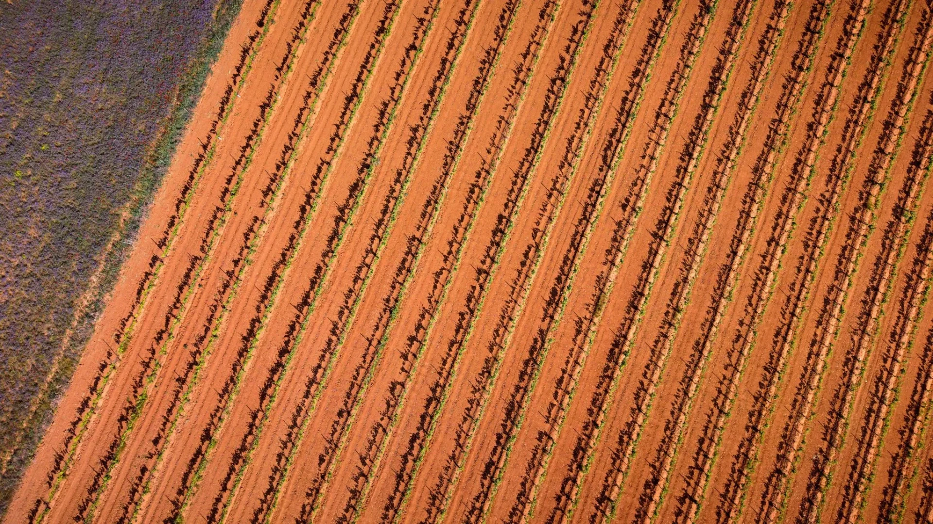 perdidas-agricultura-valenciana-tormenta-portada pérdidas agricultura valenciana tormentas