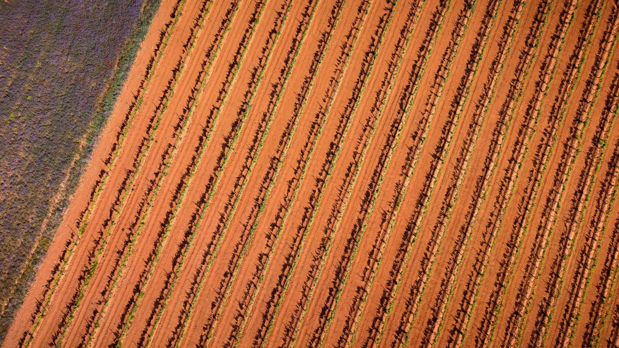 perdidas-agricultura-valenciana-tormenta-portada pérdidas agricultura valenciana tormentas
