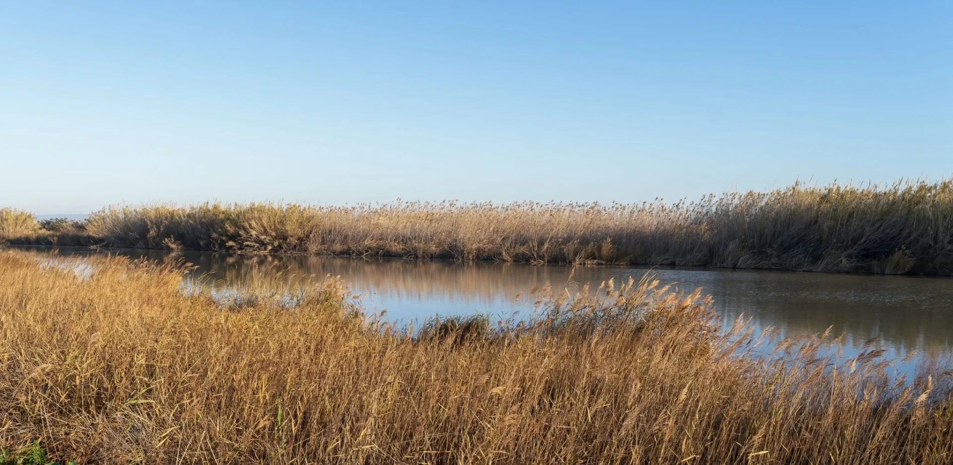 plaga-cucat-arroz-albufera-portada plaga cucat arroz