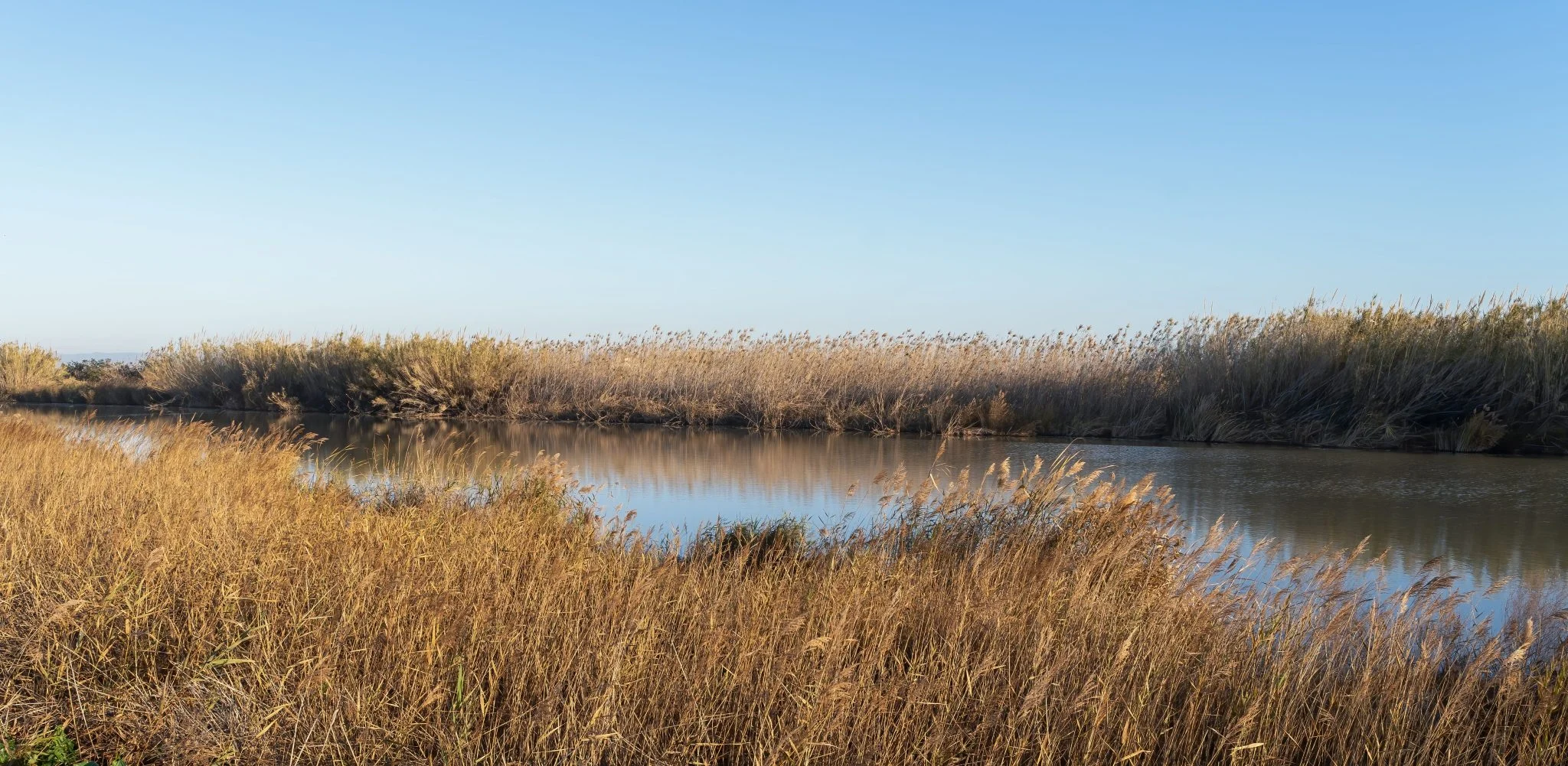 plaga-cucat-arroz-albufera-portada plaga cucat arroz