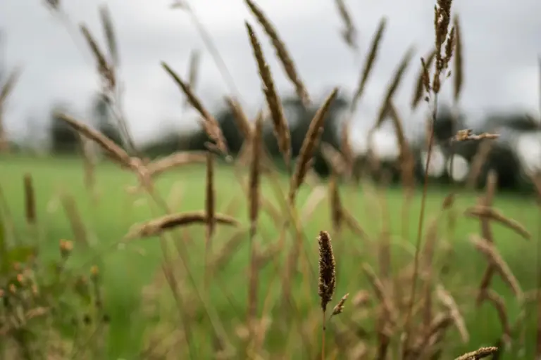 Los países frugales exigen recortar el presupuesto PAC de la UE: qué perdería el campo español