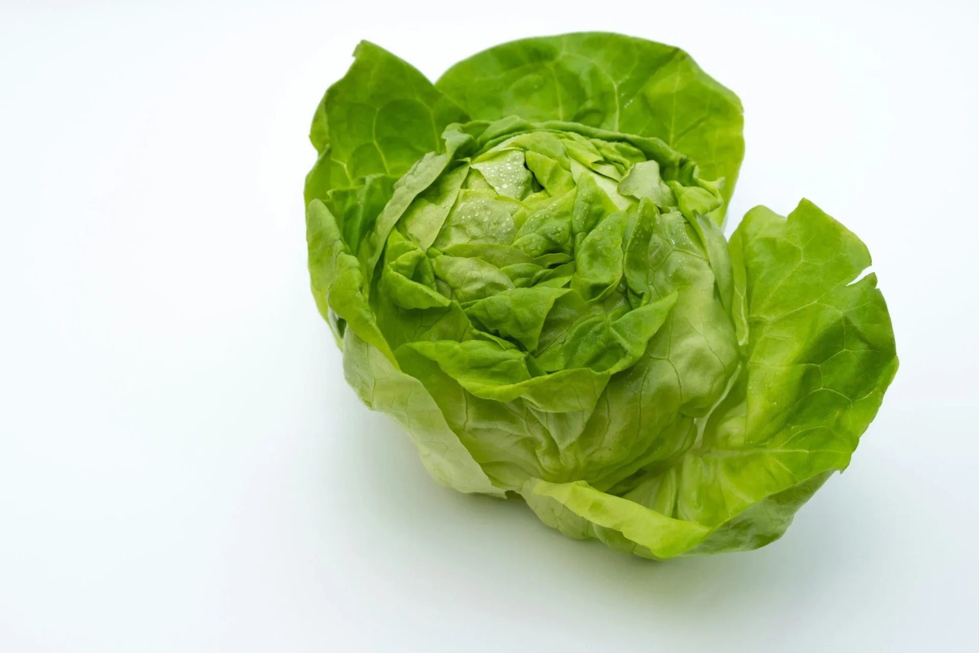 truco-revivir-lechuga-mustia-jordi-cruz-portada revivir lechuga mustia