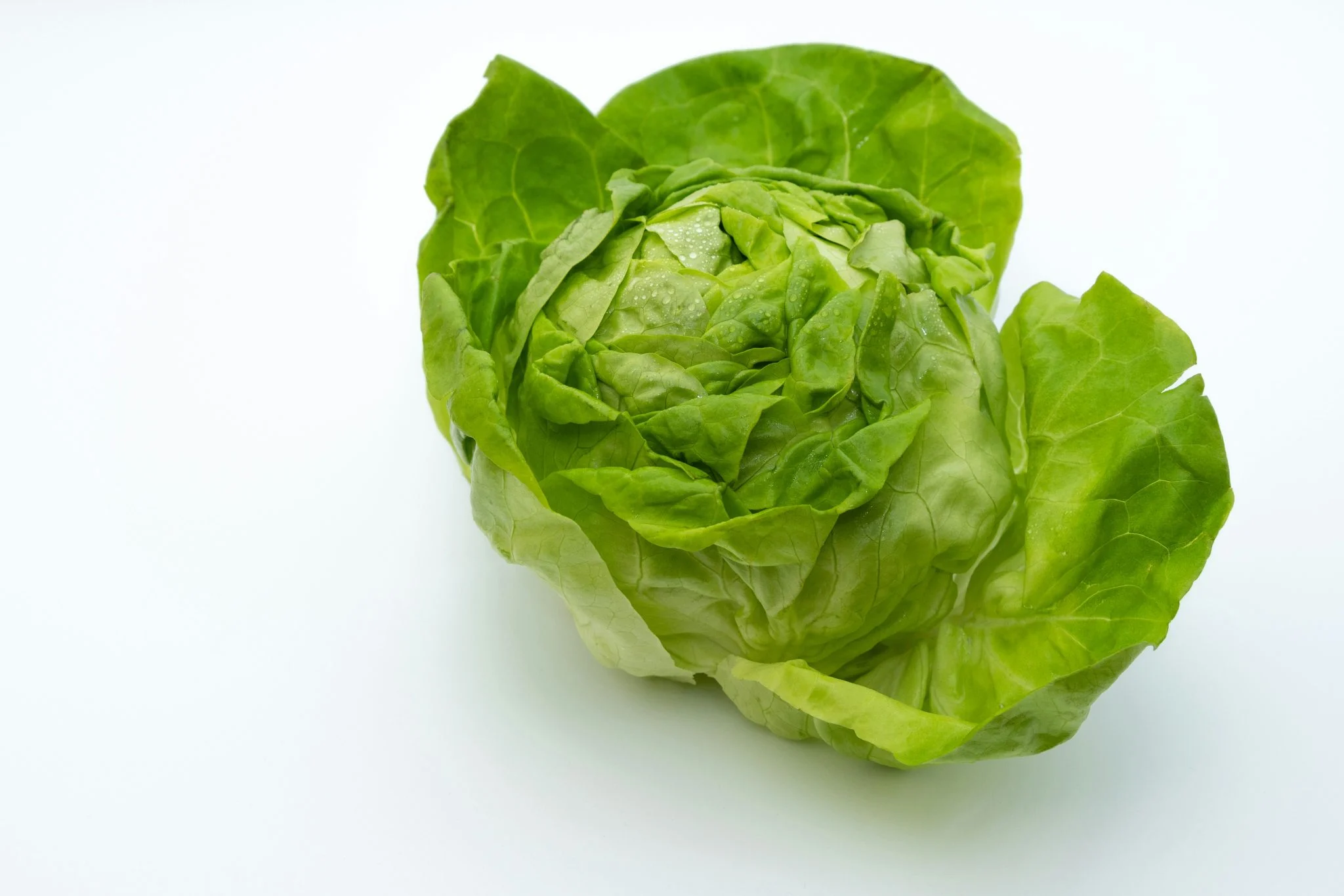 truco-revivir-lechuga-mustia-jordi-cruz-portada revivir lechuga mustia