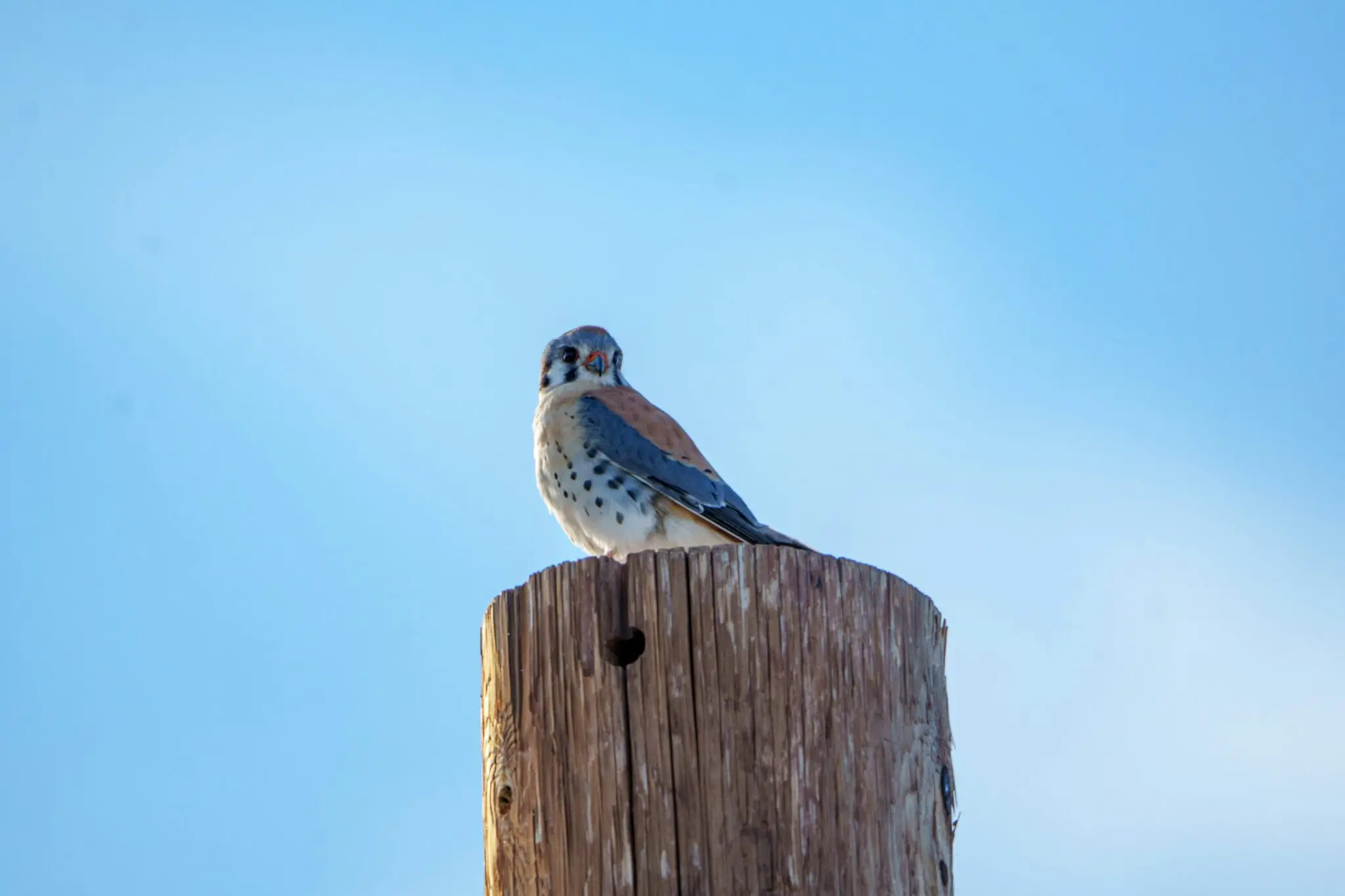 Un estudio documenta aves en plantas solares: seis rapaces cazan en 300 hectáreas de Sevilla 1 Moncloa biodiversidad fotovoltaica