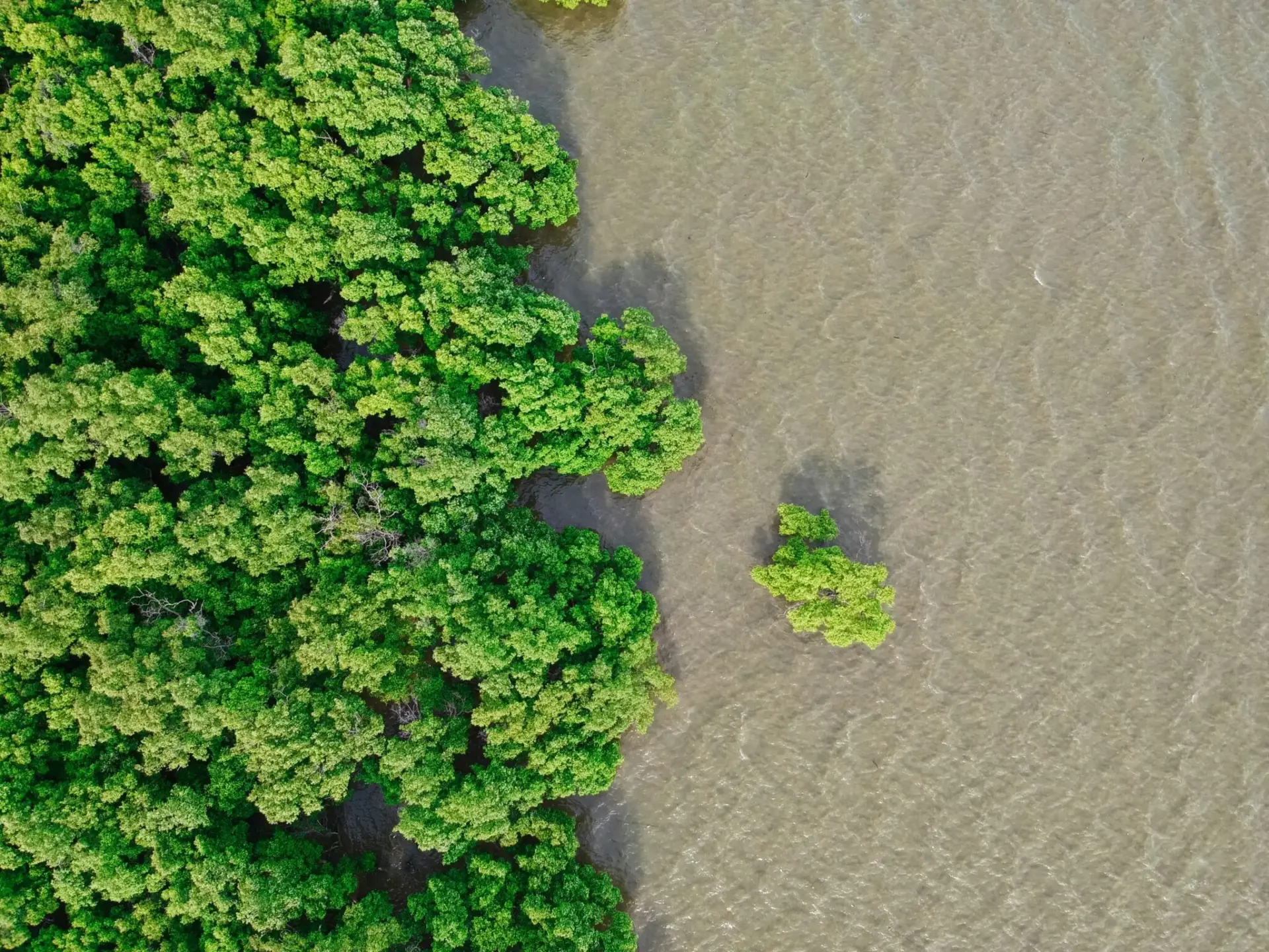 barclays-carbon-sundarbans-ram-financiacion-carbon-1 financiación carbón