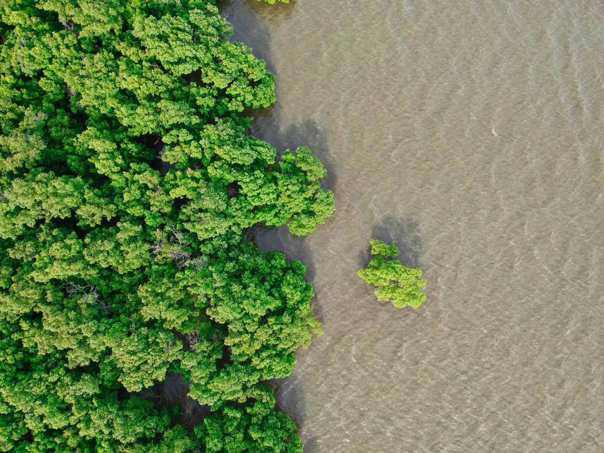 barclays-carbon-sundarbans-ram-financiacion-carbon-1 financiación carbón