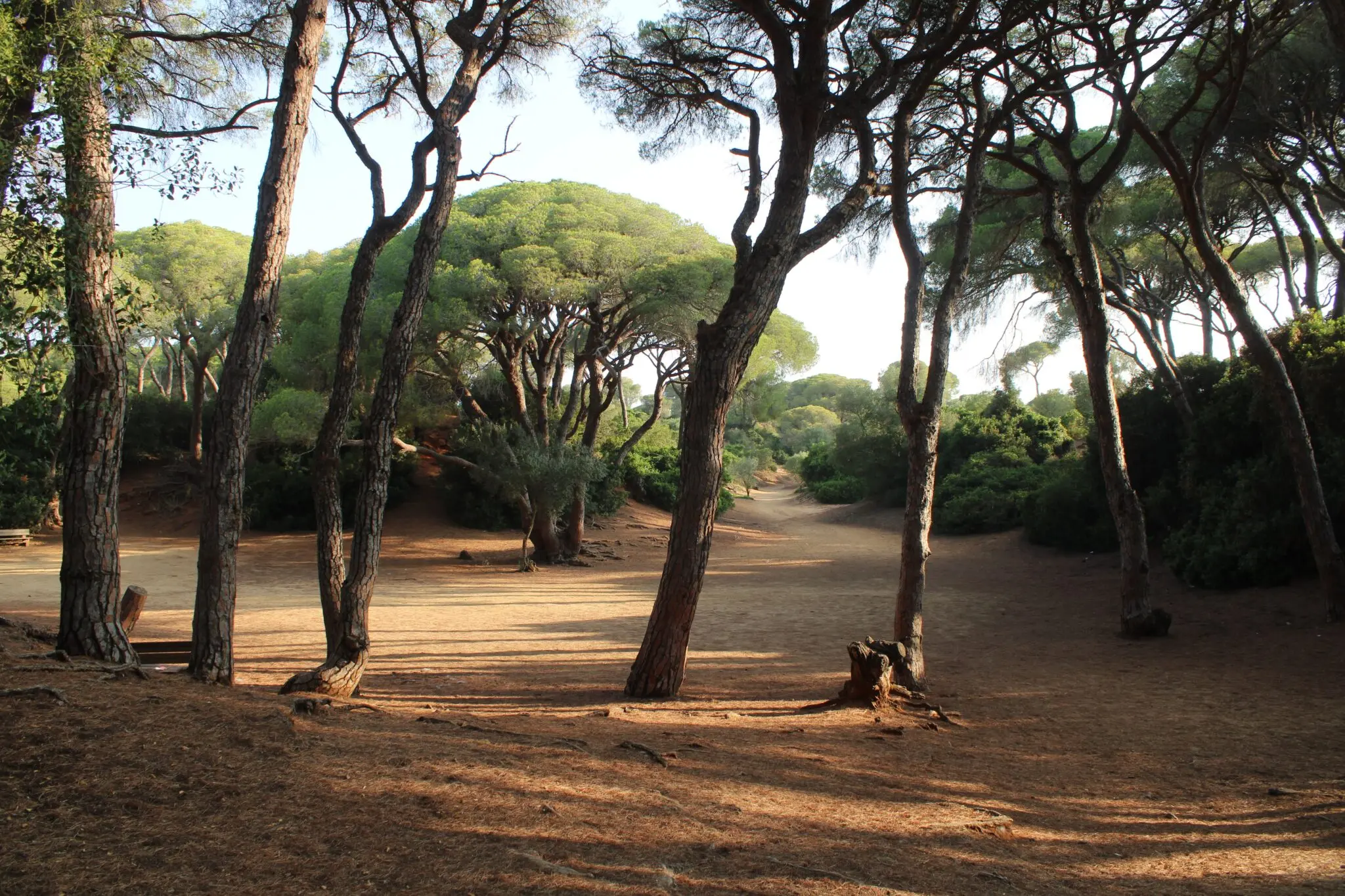 El Ayuntamiento de Benidorm adjudica el camping municipal a una empresa constituida diez días antes del concurso 1 Moncloa adjudicación pública camping Benidorm