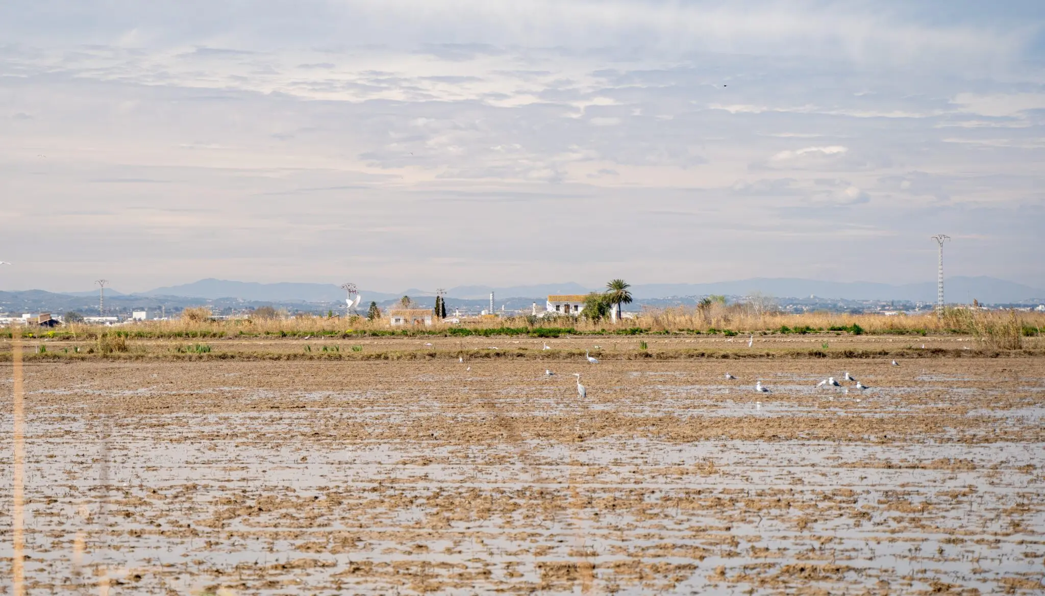 clausula-salvaguarda-arroz-valenciano-ue-portada cláusula de salvaguarda arroz