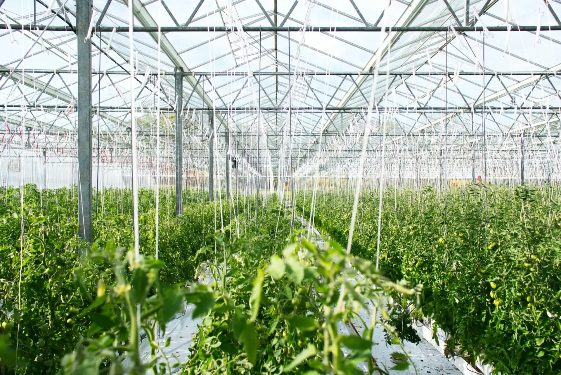 financiacion-agroalimentaria-innovadora-portada financiación agroalimentaria innovadora