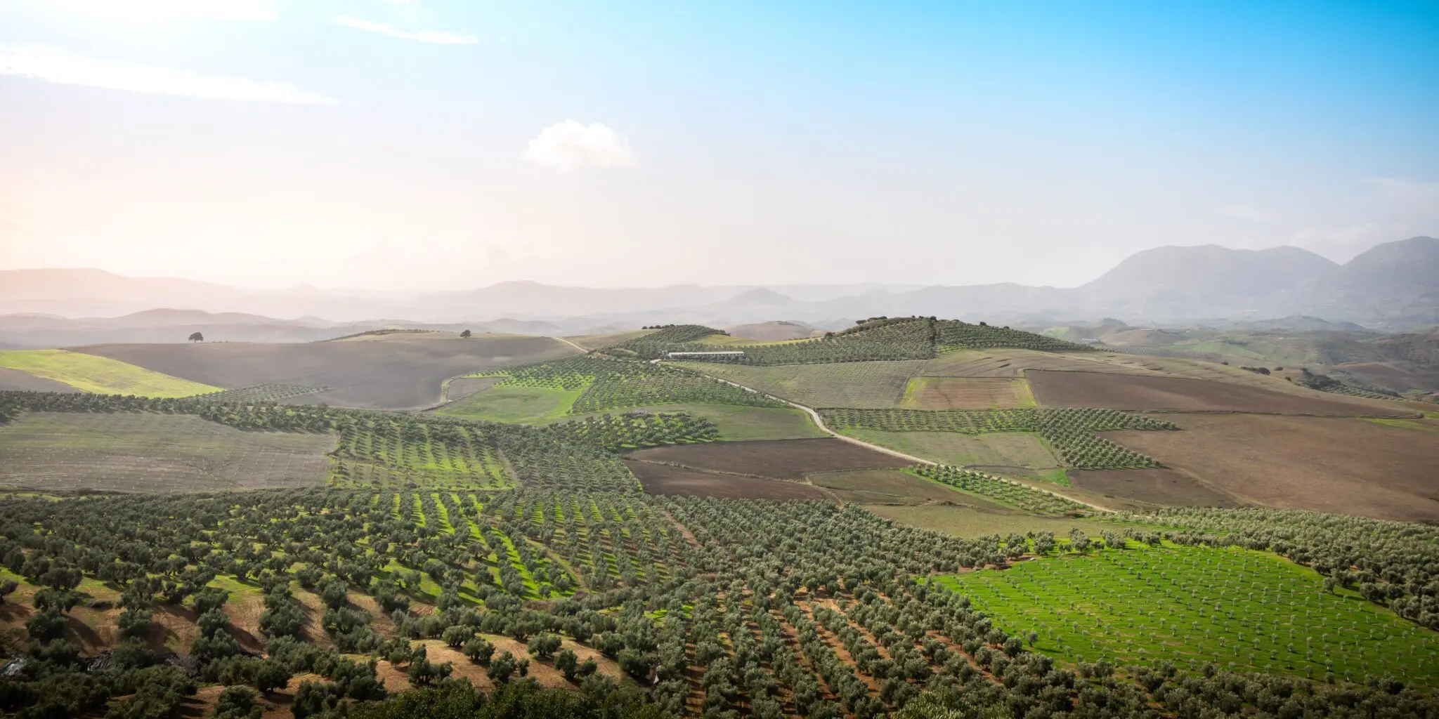 pistacho-andalucia-cultivo-rentable-sequ-portada cultivo del pistacho Andalucía