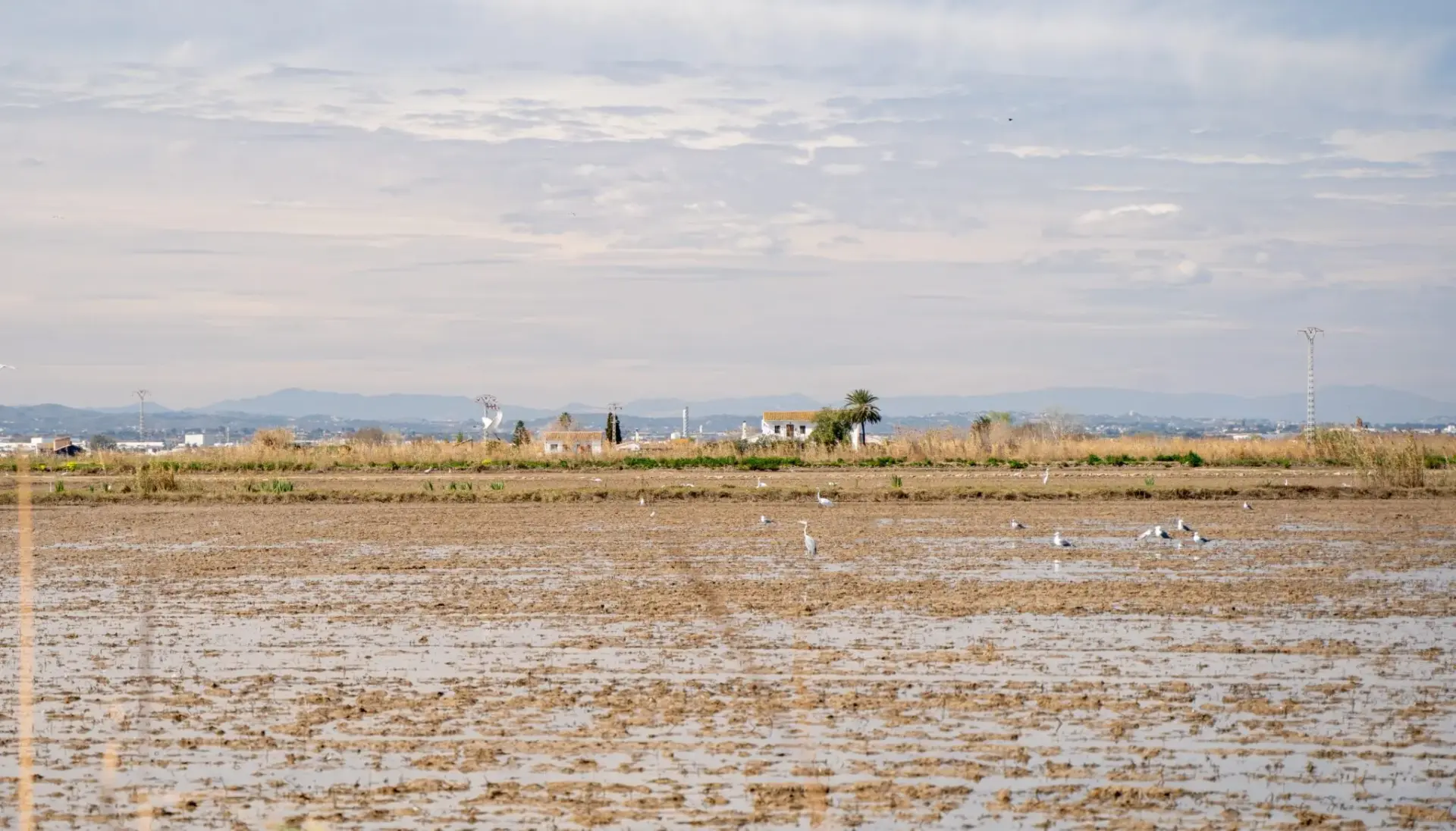 precio-arroz-valenciano-ofertas-albufera-portada precio arroz valenciano