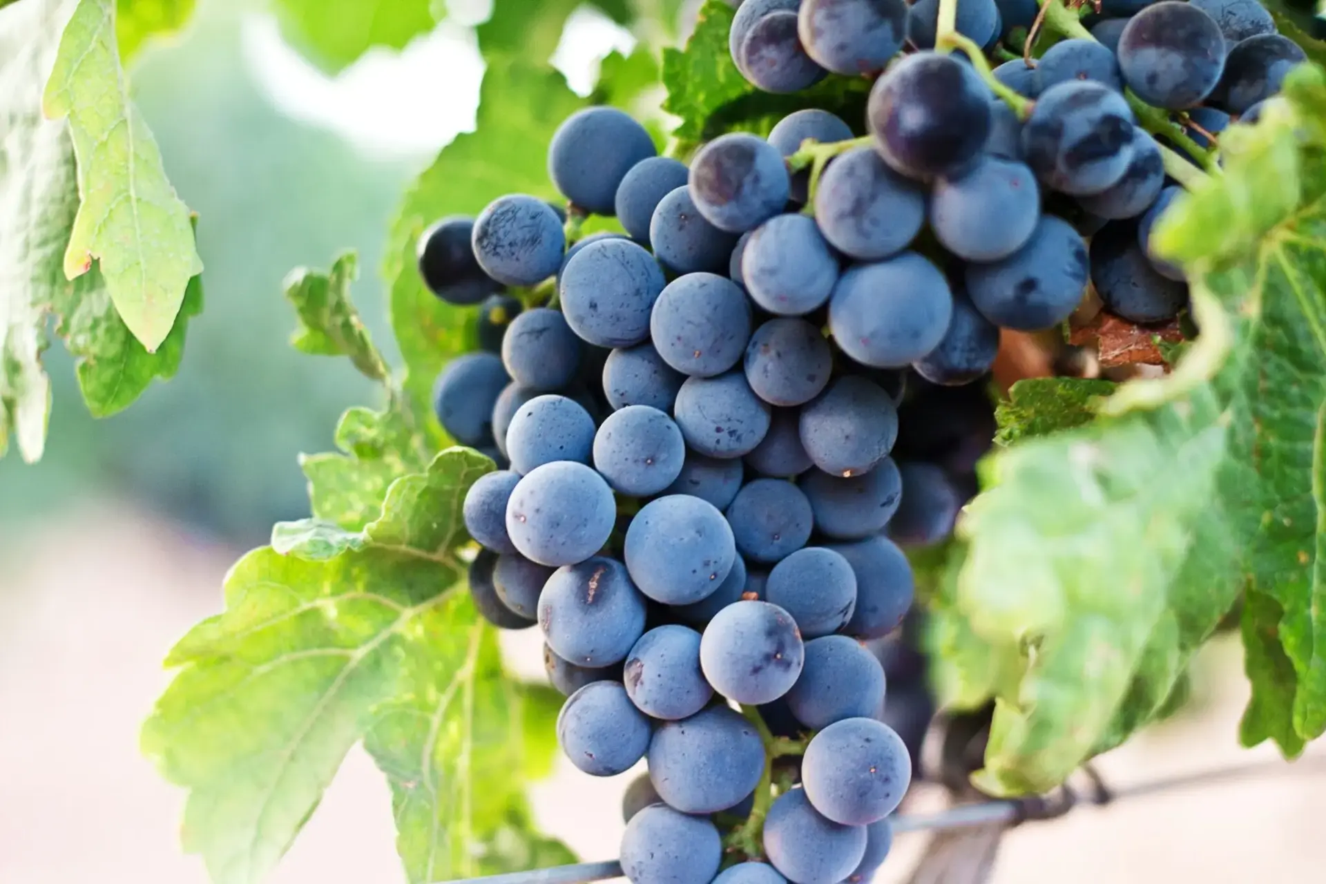 precio-uva-ribera-duero-rentabilidad-portada precio uva Ribera del Duero