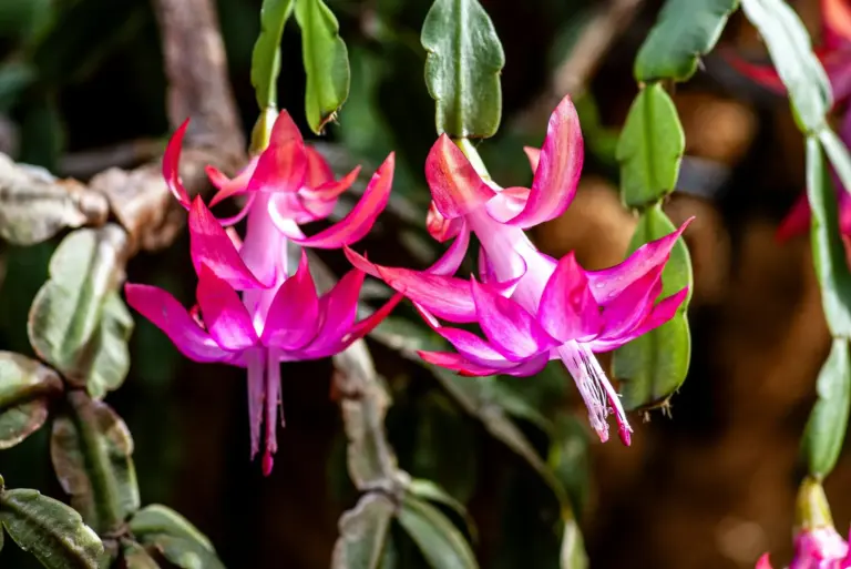 Adiós a las plantas que se mueren: el cactus de otoño de Aldi que florece por 3,99 €