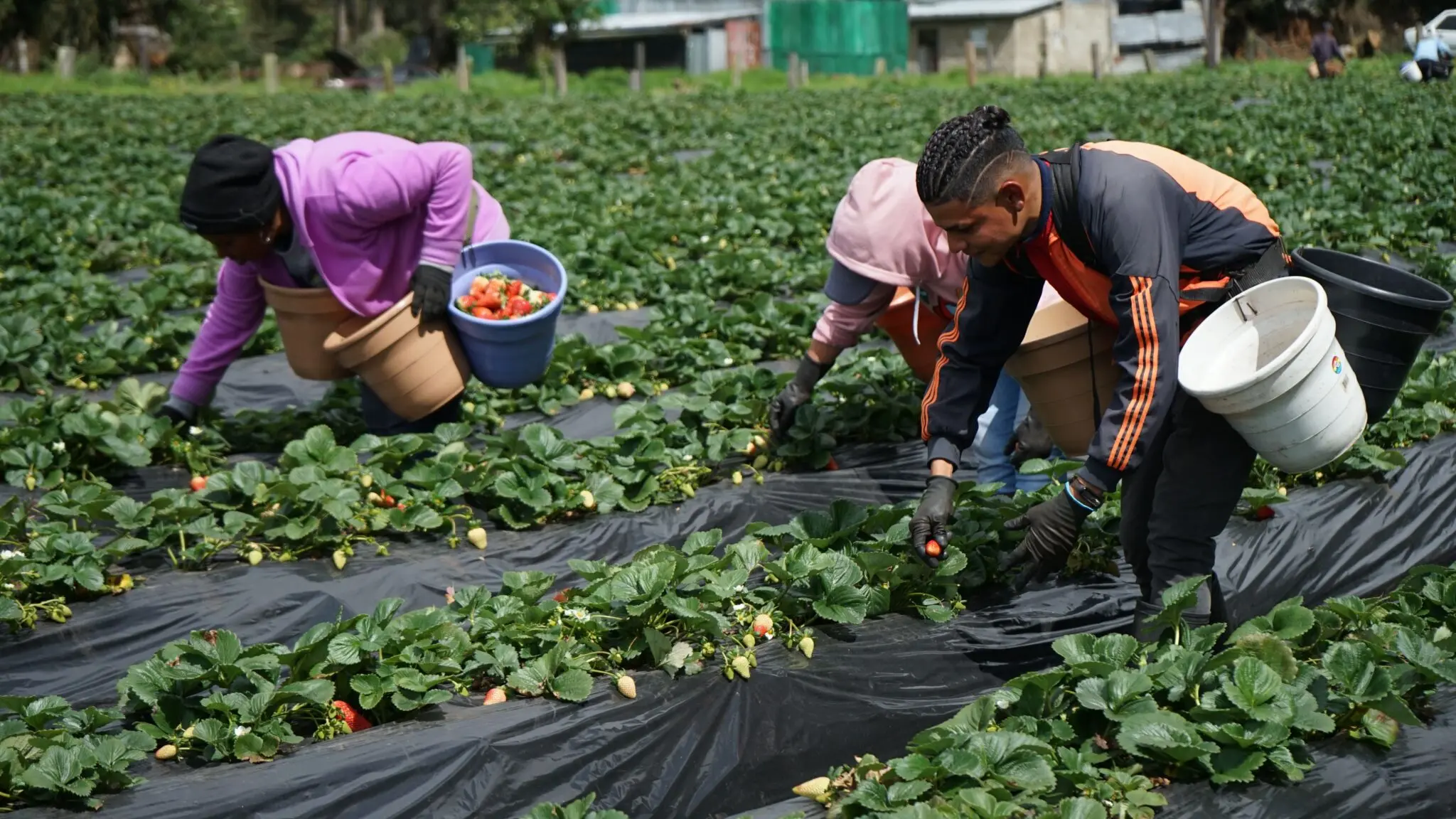 Huelva arranca la plantación de la fresa de la nueva campaña con los frutos rojos como líderes europeos 1 Moncloa frutos rojos Huelva