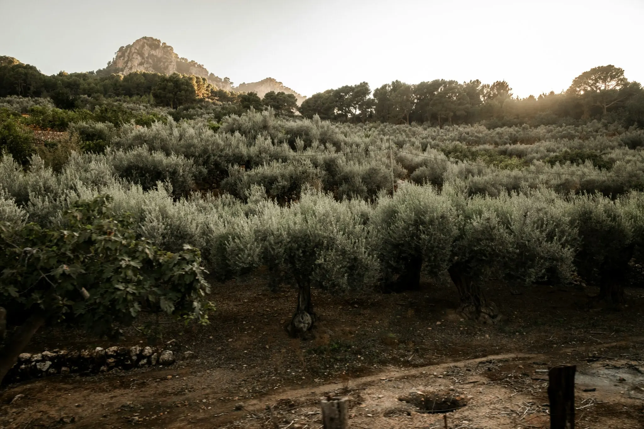 crisis-precios-uva-aceituna-ayudas-portada crisis precios uva aceituna