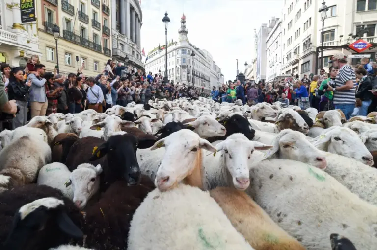 La fiesta del pastor de 2025 en Madrid. AGENCIAS
