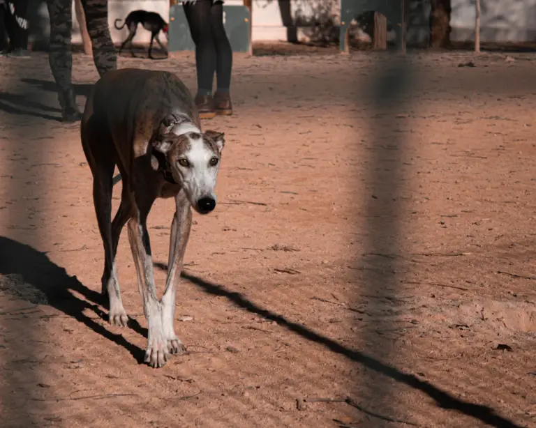 Cuatro detenidos por los galgos robados en Bollullos de la Mitación: la Guardia Civil investiga el maltrato a dos