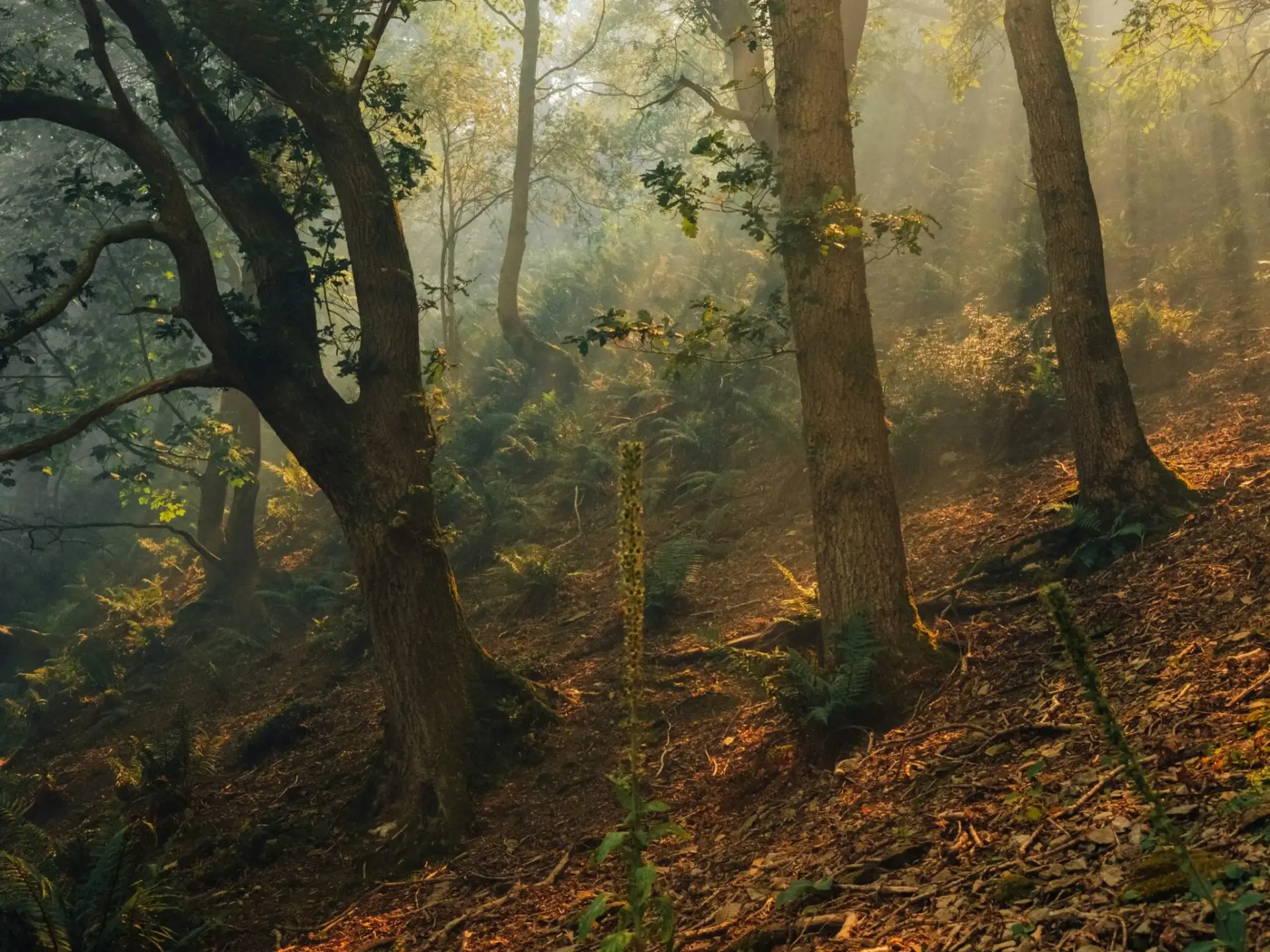 incendios-amazonia-focos-calor-deforestacion-brasil-1 deforestación Brasil 2026