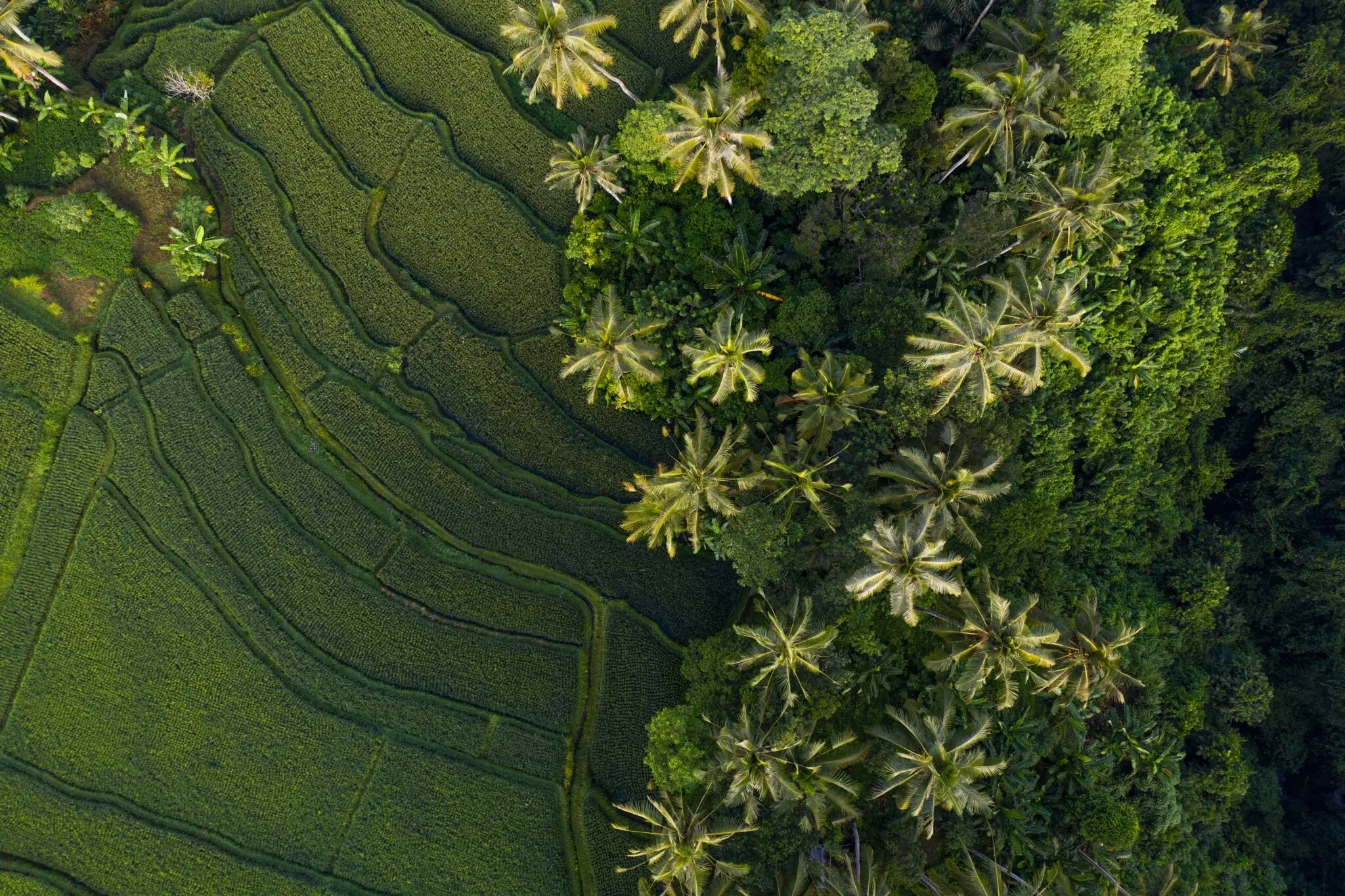 JBS afronta una demanda de Greenpeace por deforestación en la Amazonía e invierte 5.000 millones en Asia 1 Moncloa expansión JBS Indonesia