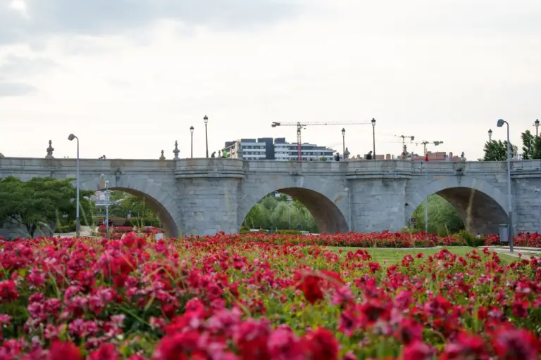 Elegante Puente de Toledo en Madrid entre vibrantes flores rosas en un pintoresco parque de la ciudad.