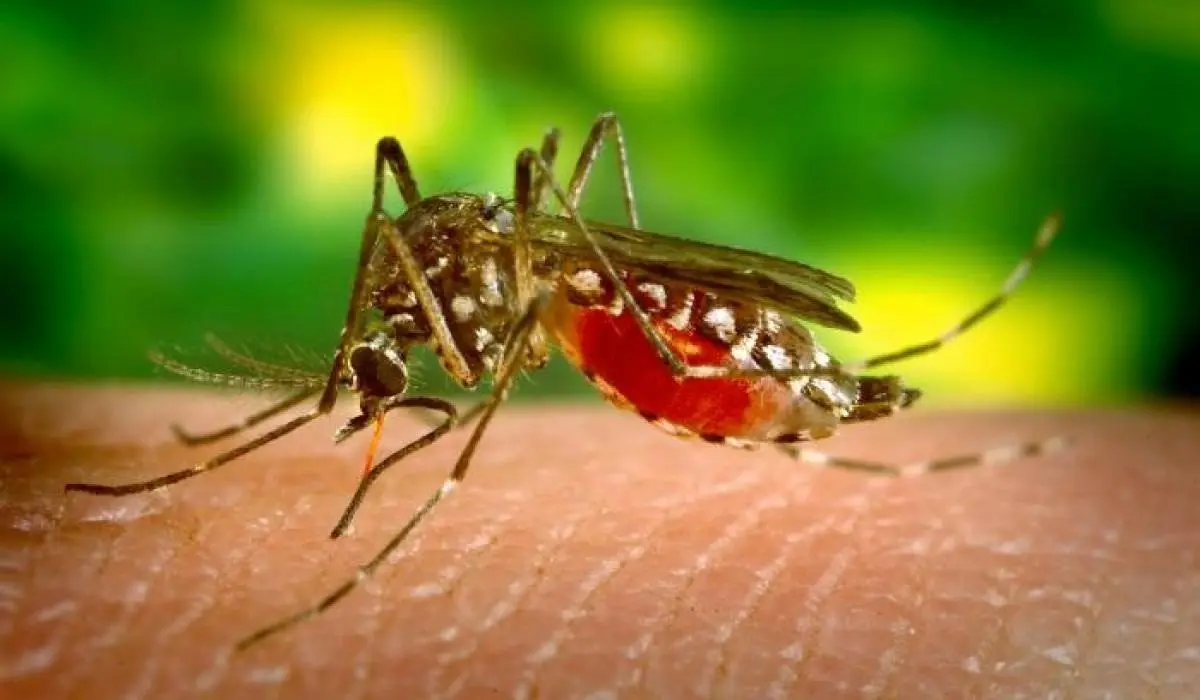 virus del Nilo Virus del Nilo